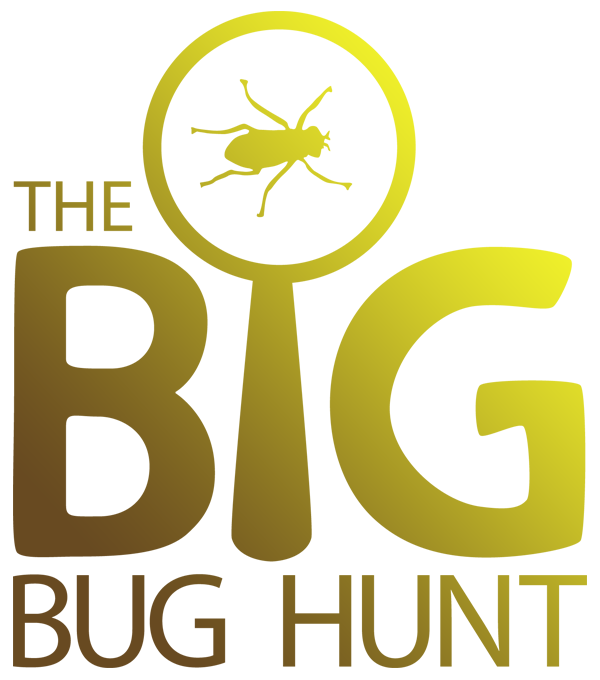 The Big Bug Hunt